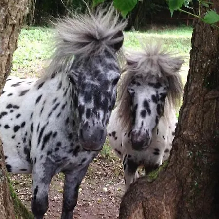 ベッド・アンド・ブレックファスト Le Domaine D'olene