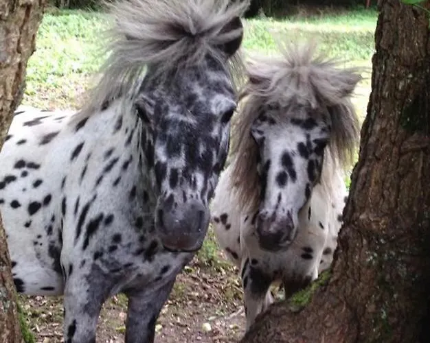 Bed & Breakfast Le Domaine D'olene