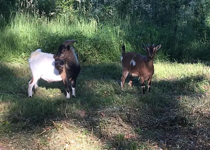 Le Domaine D'olene 3*